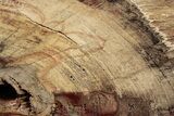 Polished Petrified Wood (Mahogany) Stand-up - Myanmar #185093-3